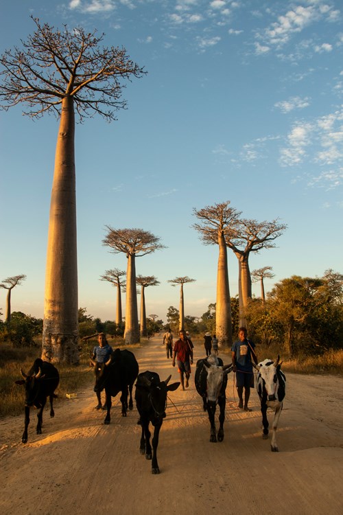 Madagascar 2027